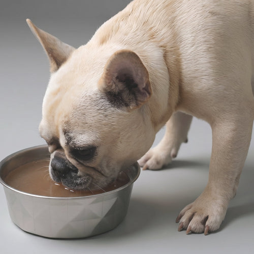 Sopa de Moro para perros y gatos: qué es, receta y cuándo usarla
