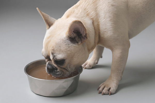 Sopa de Moro para perros y gatos: qué es, receta y cuándo usarla