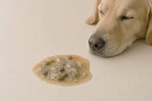 Por qué mi perro ha vomitado la comida sin digerir?