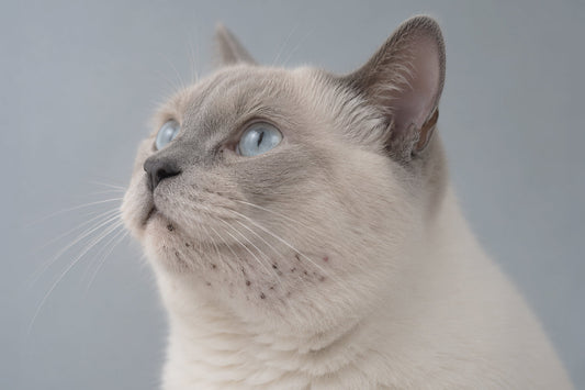 Las 5 enfermedades de la piel en gatos más comunes