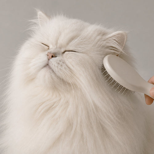 Cómo evitar la caída de pelo en gatos
