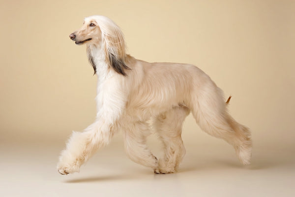 ¿Qué es el pedigree de un perro y por qué es importante?