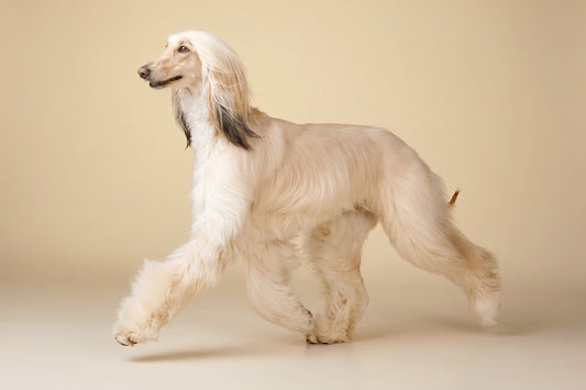 ¿Qué es el pedigree de un perro y por qué es importante?