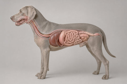 Perros con problemas digestivos