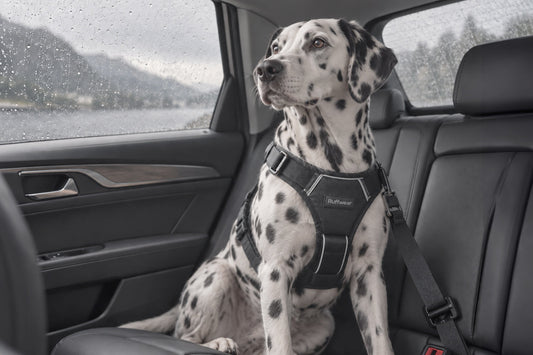 Viaje en coche con mascotas en verano: errores graves y consejos de seguridad