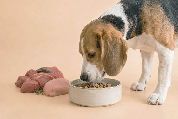Beneficios de la alimentación seca con carne fresca para perros