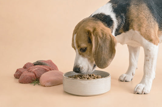 Beneficios de la alimentación seca con carne fresca para perros