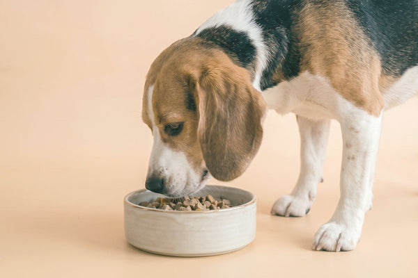 Beneficios de la alimentación seca con carne fresca para perros