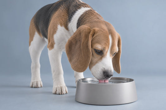 Hidratación en perros: cuánta agua necesita y cómo asegurarte de que bebe suficiente