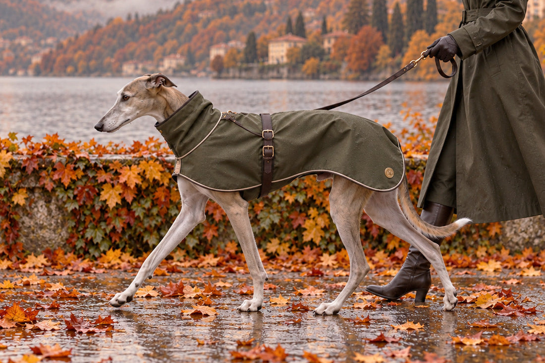Paseos otoñales con tu perro: preparación, lluvia y barro