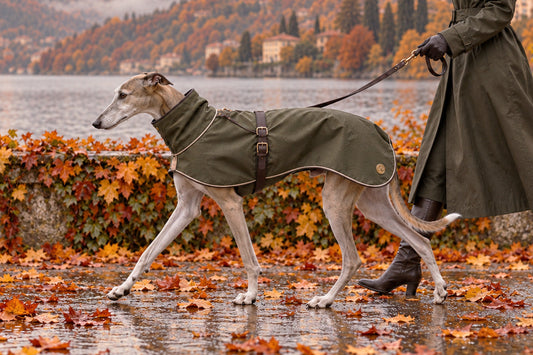 Paseos otoñales con tu perro: preparación, lluvia y barro