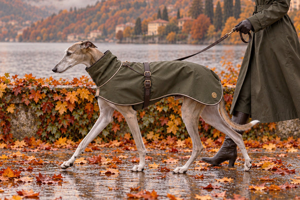 Galgo con abrigo verde paseando con correa entre hojas mojadas a orillas de un lago