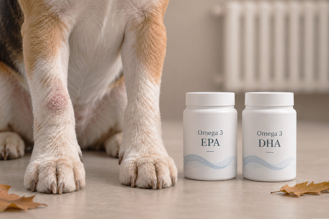 Piel seca y pelo opaco en perros en otoño: causas y cómo mejorarla con la alimentación