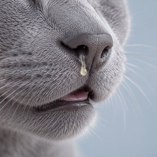 Resfriados en gatos: síntomas, prevención y cómo ayudarles con la alimentación
