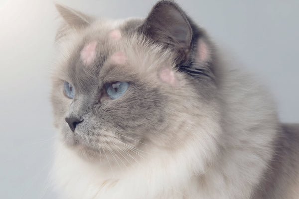 Qué es la tiña en gatos: causas, síntomas y tratamiento