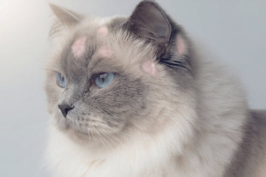 Qué es la tiña en gatos: causas, síntomas y tratamiento