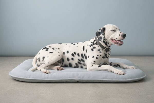 Cucce rinfrescanti per cani: come scegliere quella ideale?