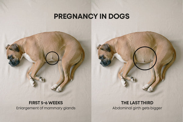 Pregnancy in dogs: How to detect it and care tips