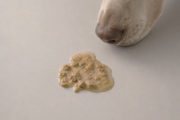 Le principali cause del vomito nel cane