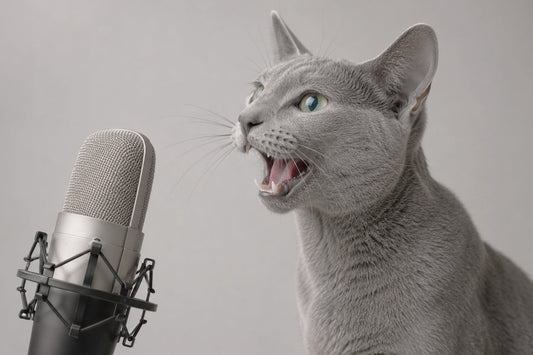 ¿Por qué mi gato está afónico?