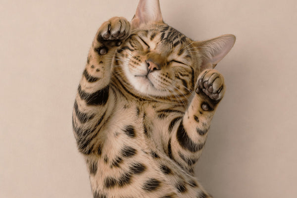 Why do cats knead?