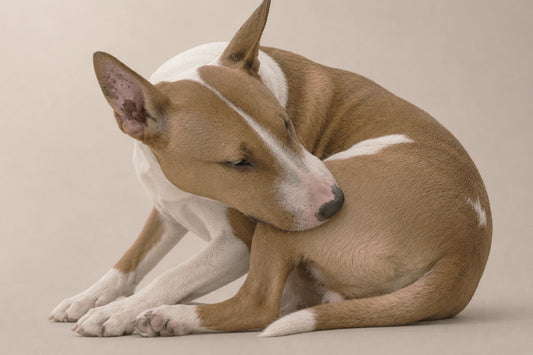 Picor en perros: principales causas y remedios