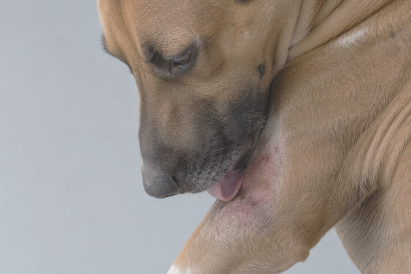 Le allergie alimentari nei cani: cosa sono e come possono essere gestite?
