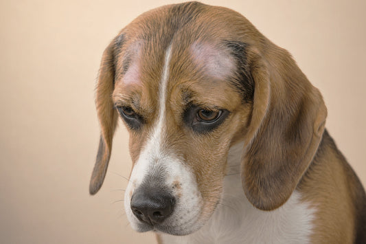 ¿Cómo evitar la caída de pelo de tu perro?
