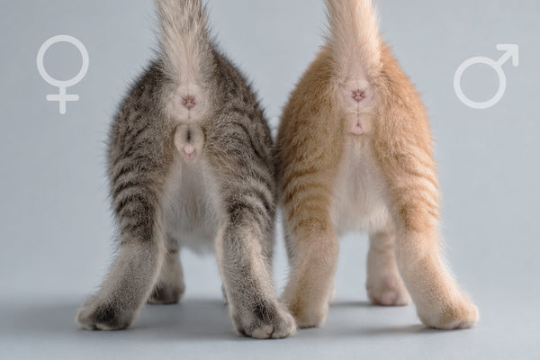 Come sapere se un gatto è femmina o maschio