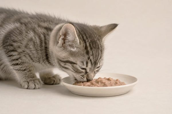 Se vuoi aggiungere alla dieta del tuo animale domestico integratori naturali e salutari, scopri alcuni alimenti buoni per i cani che spesso abbiamo in casa.
