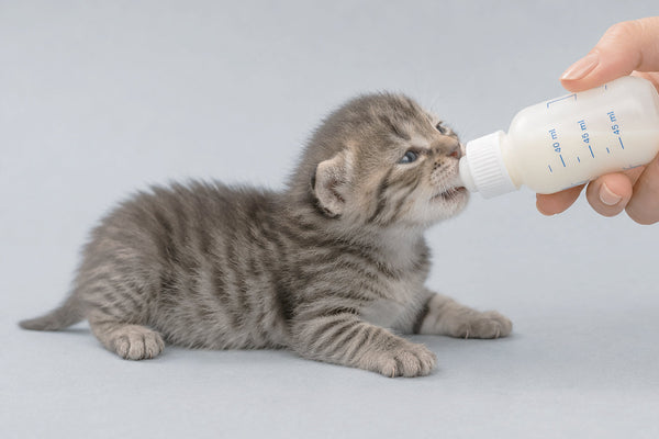 Alimentazione dei gattini di 1 mese