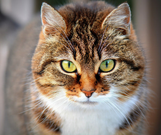 Claves para entender el lenguaje corporal de tu gato