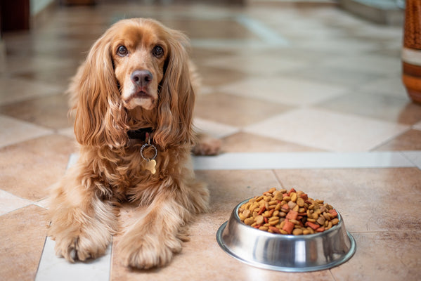 Pienso para perros sin pollo