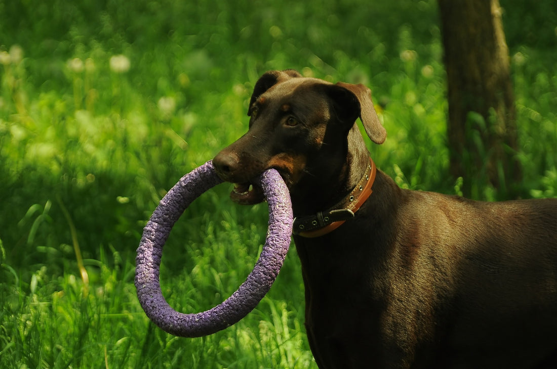 Juegos caseros para estimular la mente de tu perro