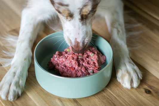 Dieta BARF para perros: qué es, beneficios, riesgos y cómo aplicarla correctamente