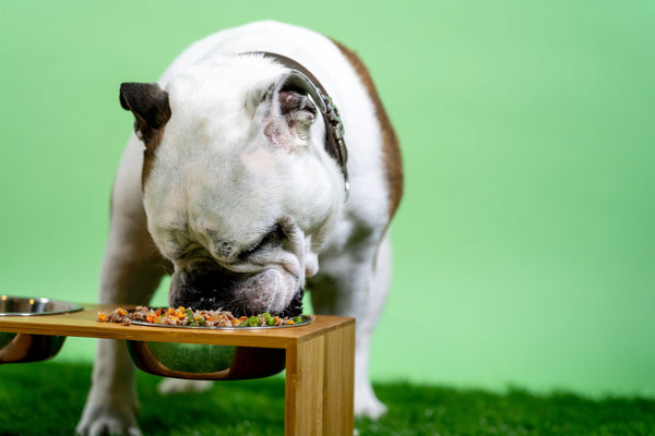 Cibo casalingo per cani: guida completa per un’alimentazione naturale ed equilibrata