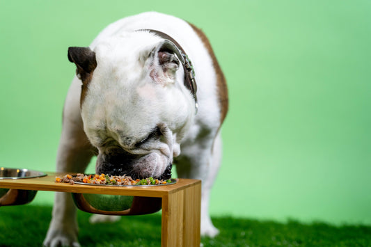 Comida casera para perros: guía completa para una alimentación natural y equilibrada