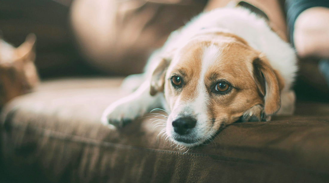 Causas principales del vómito del perro