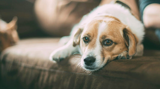 Causas principales del vómito del perro