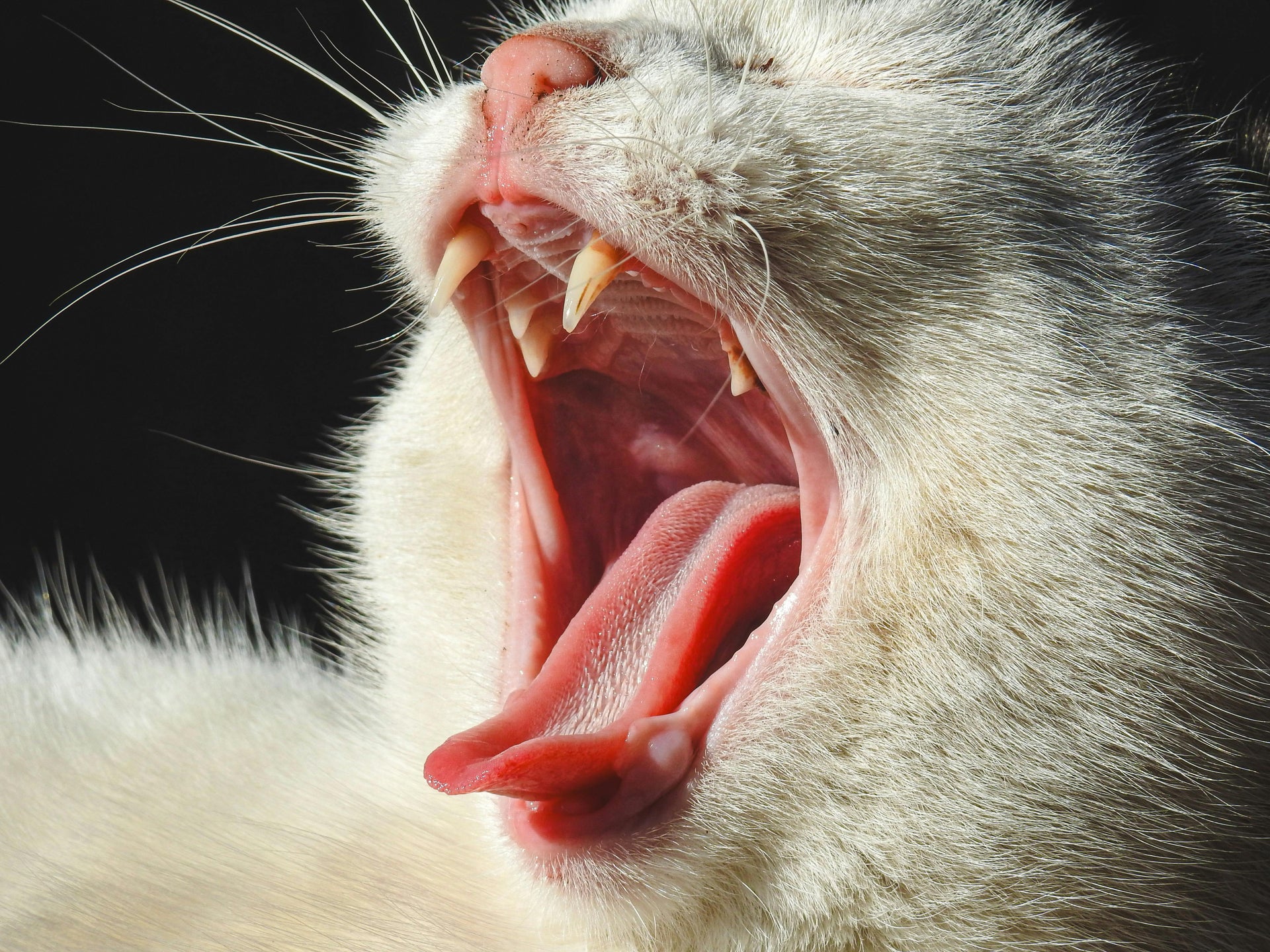 Gatti Con Denti Umani