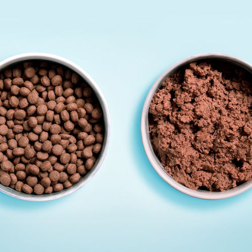 ¿Comida húmeda o seca para perros y gatos?