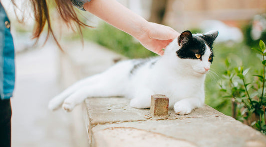 ¿Por qué ronronean los gatos?