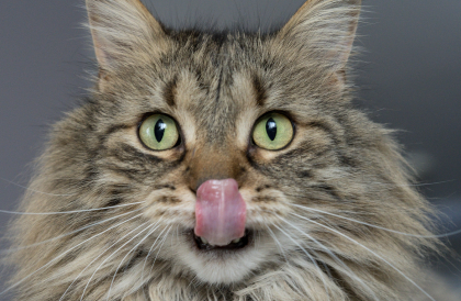 test-02-alimentazione-vegana-per-cani-e-una-opzione-salutare