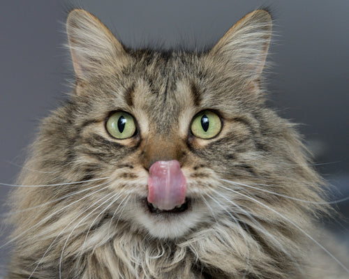 ¿Cuál es el mejor pienso hipoalergénico para gatos?