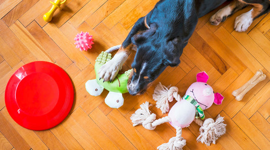 Mejores juguetes para perros: diversión, estimulación y bienestar