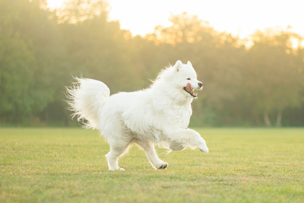 Che cos’è il pedigree di un cane e perché è importante?