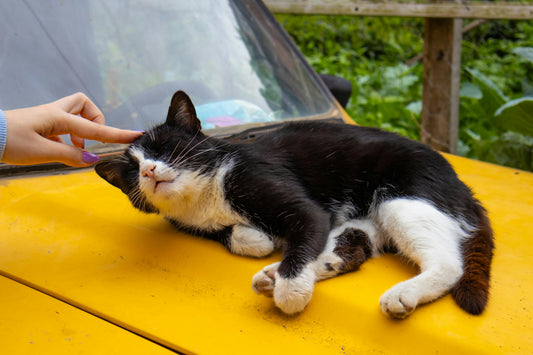 Malta para gatos: qué es, para qué sirve y cómo dársela correctamente