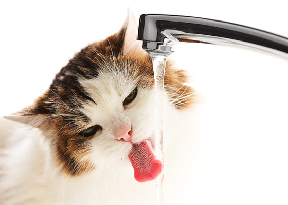 Mi gato bebe mucha agua y orina mucho: ¿es normal?