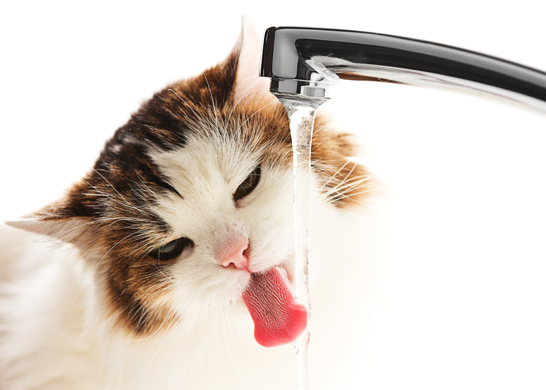 Mi gato bebe mucha agua y orina mucho: ¿es normal?