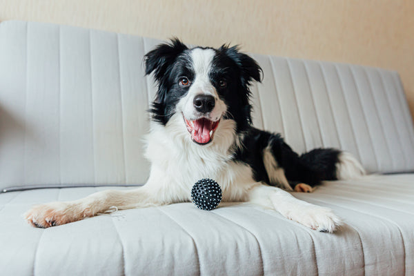 Hoe een Border Collie op te leiden